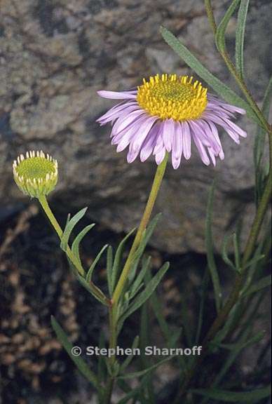 erigeron foliosus 1 graphic